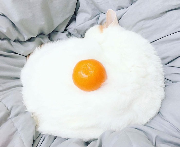 Ai Egg Cat